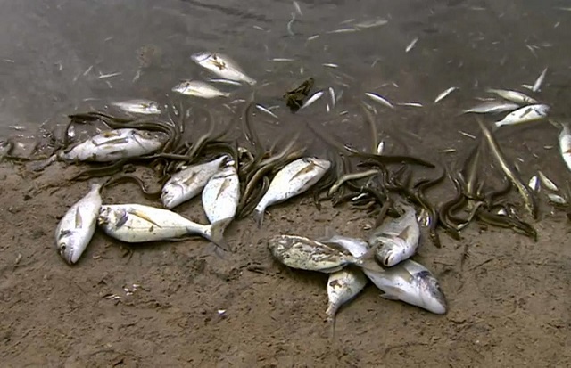 Cap-Skirring : quand de mystérieuses vagues de poissons morts atterrissent sur la plage…